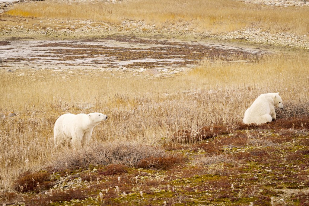 Wild polar bears in their natural habitat near Churchill, Manitoba, viewed during a Lazy Bear Expeditions Arctic Crawler™ wildlife safari.